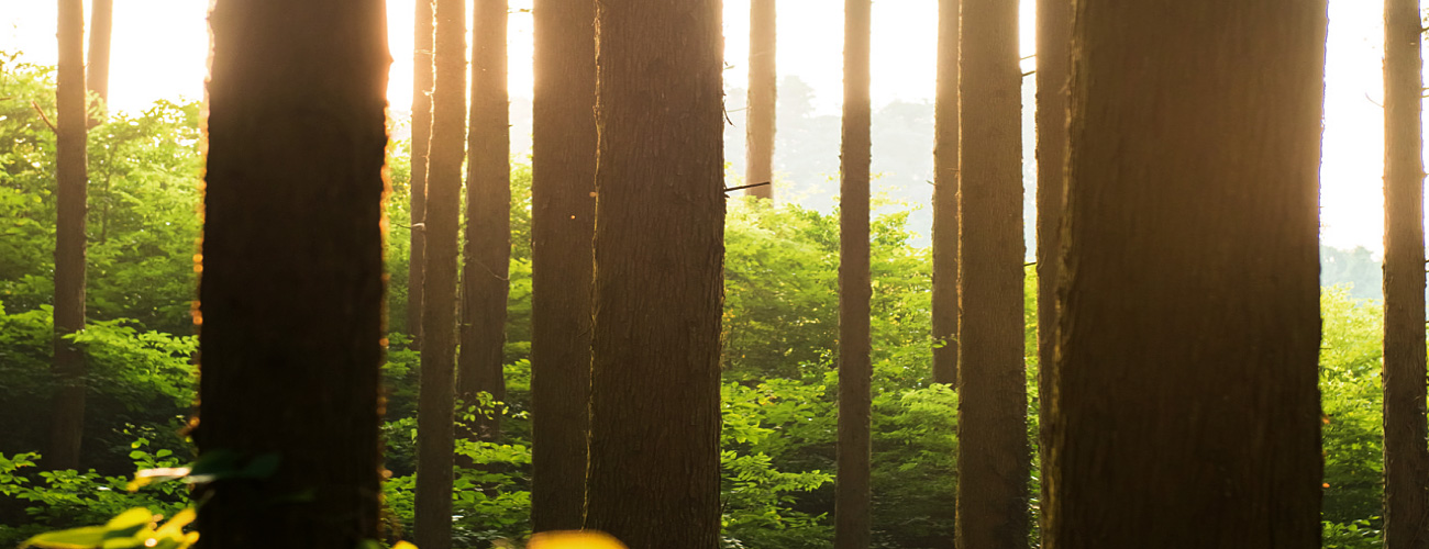Hisatsune forest in Oita Prefecture