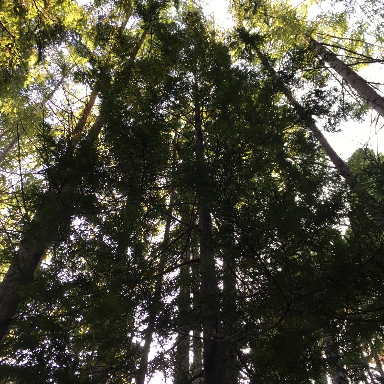 A canopy of Aomori Hiba trees in a forest in Japan