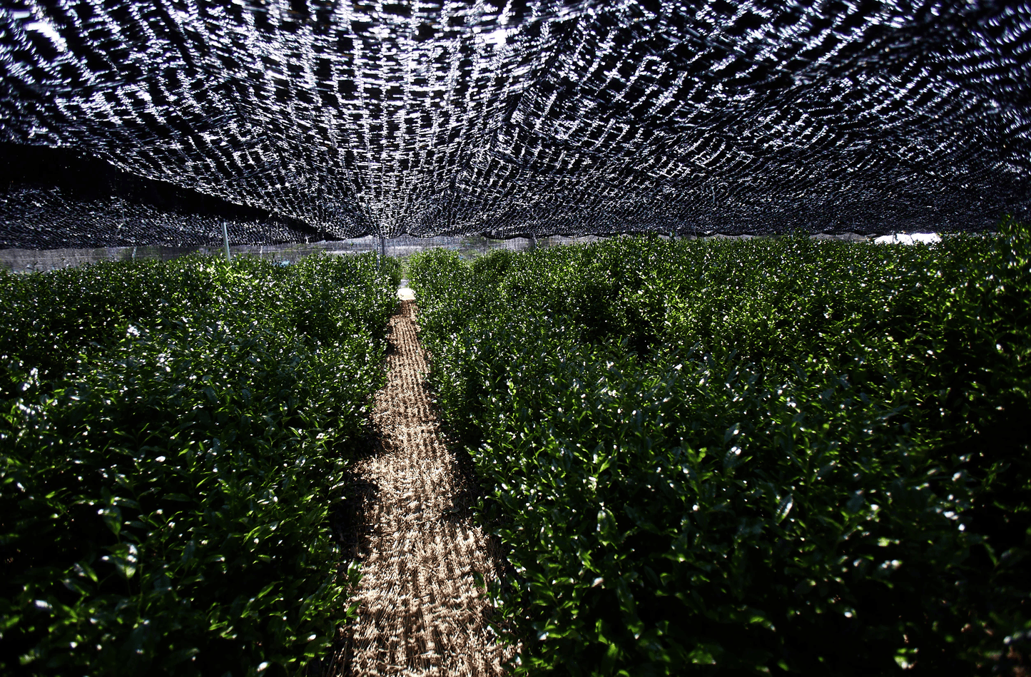 Tea leaves covered by a shade cloth in Kyoto Prefecture, Japan