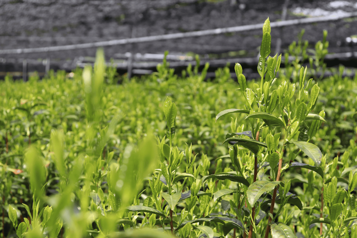 Tea leaves covered by a shade cloth in Kyoto Prefecture, Japan