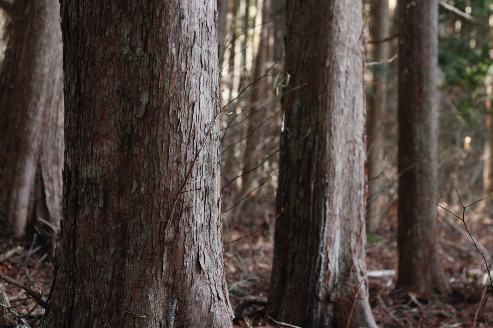 Trunks of Aomori Hiba trees in a forest in Japan