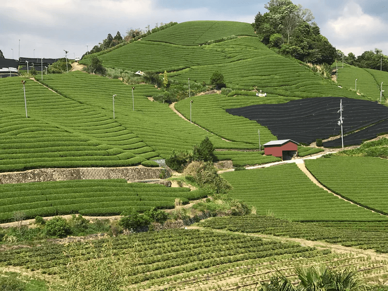 A green tea farm in Kyoto Prefecture, Japan